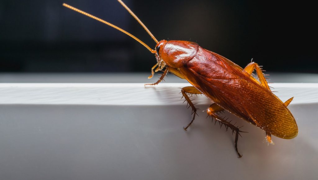 cockroach