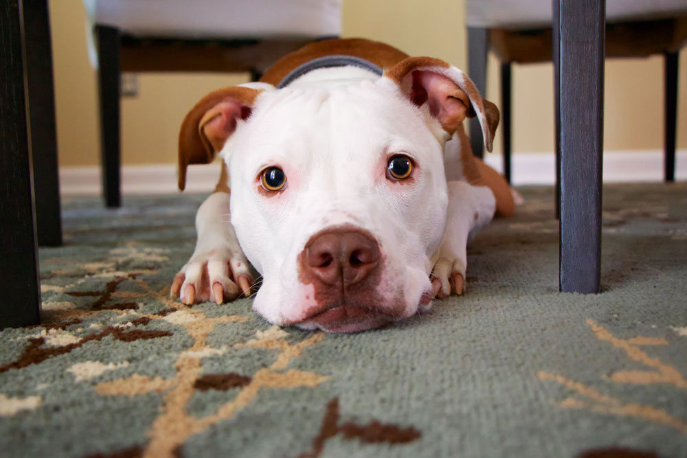 dog on carpet