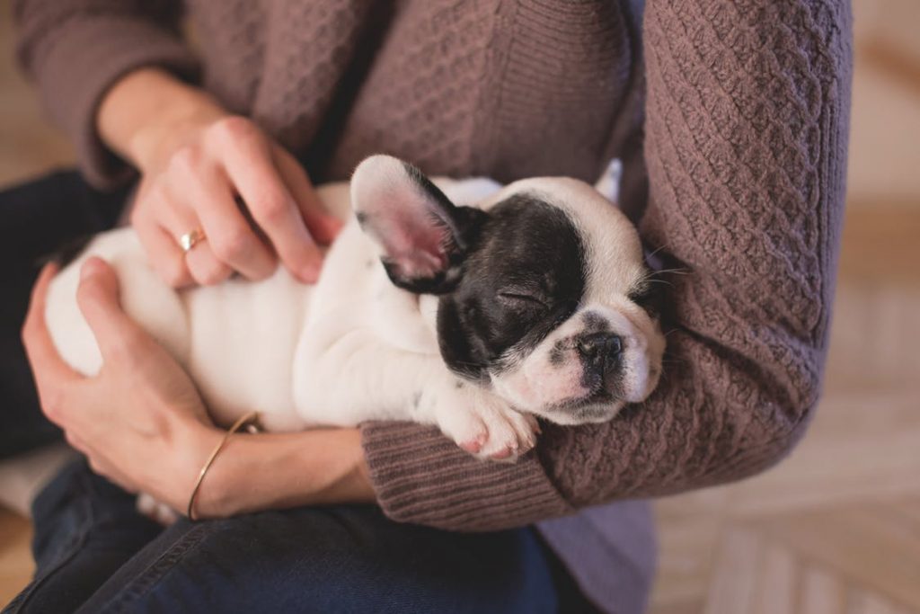 puppy in austin, texas